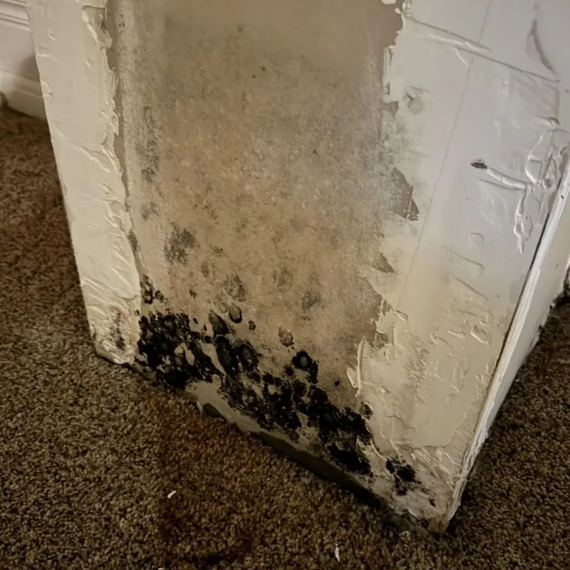 Professional Mold Removal in South Charleston, WV